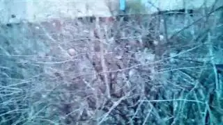 Драка двух котов!