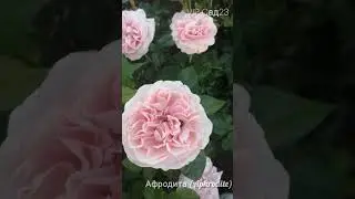 Афродита (Aphrodite)