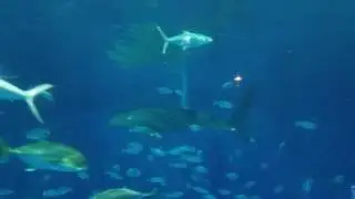 鹿児島水族館のジンベイザメ