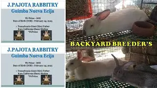 TG Prime Breeder with Kits ''J.Pajota Rabbitry''