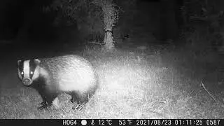 Badger drops part of plum, fox comes along and finishes it off