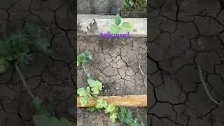 Новая арбузная грядка