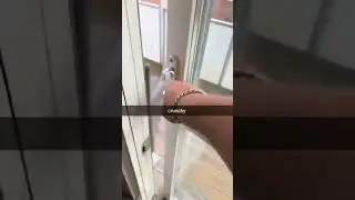 crunchy cat