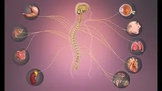 Parte final del la fisiofarmacologia del sistema nervioso simpatico