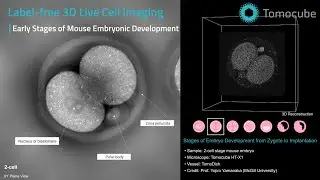 Early Stages of Mouse Embryonic Development