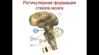 ретикулярная формация упражнения и тренировка консультации