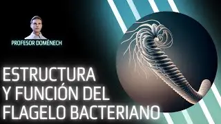 ESTRUCTURA y FUNCION del FLAGELO BACTERIANO