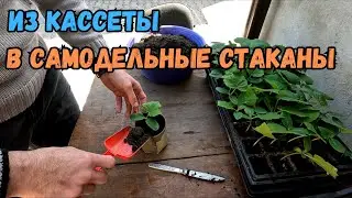 Как пересаживать рассаду огурца в стаканы для достижения максимальных результатов роста?