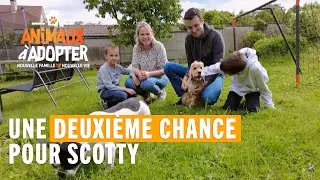 Un cocker à 3 pattes qui a eu droit à une deuxième chance