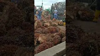 Pekerja keras bongkar sawit paling capek #pekerjakeras