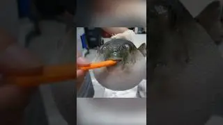 A delicacy with a risk to life. puffer fish