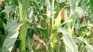 farming harvesting