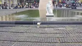 Барселона. Площадь Каталонии. Чайка и голубь.