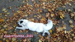 Ленивый лис / pet fox Christoffer
