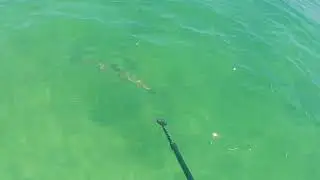 Curious Tarpon