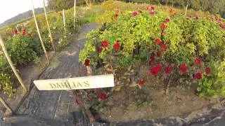 Dahlia's