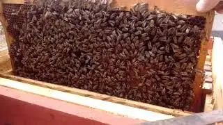 Осмотр 13.04.2019 улей 32. Зацвёл персик