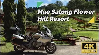 🇹🇭 Mae Salong Flower Hills Resort | ดอยหมอก ดอกไม้ รีสอร์ท | Chiang Rai