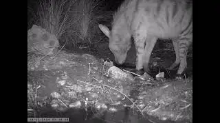 צבוע מפוספס שותה בשלולית - Striped hyena drinking in a puddle August 2024 Trail Camera