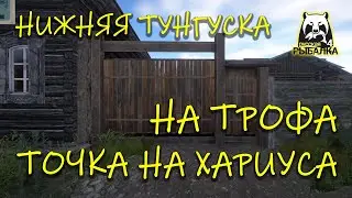 Russian fishing 4. pp4. Lower Tunguska. Grayling spot.