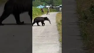 Bear Stealing Fish