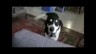 Говорящая собака-прикол
