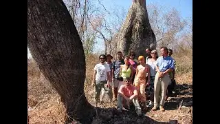 Um Pé de Quê? Pau-Santo - Bulnesia sarmientoi