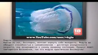 Невероятные способности животных вы будете в шоке   Интересные факты 2015
