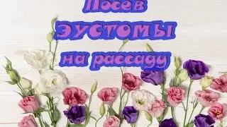 Сеем ЭУСТОМУ на РАССАДУ