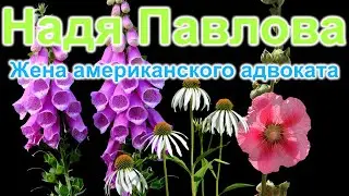 Надя Павлова. Жена американского адвоката