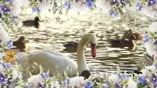 Flowing with the river ( Songs for Osho)
