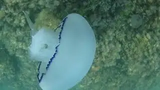 Огромная медуза Ялта.