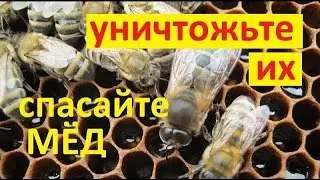 #пчёлы