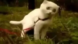 Пьяный кот, смотреть всем!