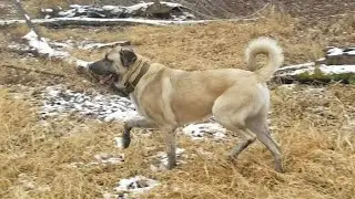 Incredibly POWERFUL 2 Year Old KANGAL | Turkish Kangal Dog | Ash the Kangal