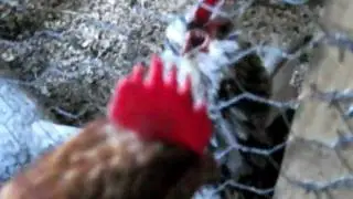 Colin the belgian bantam crowing