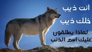 قصة خلك ذيب او انت ذيب لماذا يطلقون عليك اسم الذئب / معلومات يجب معرفتها عن الذئب