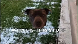 STAFFY MOMENT | MY DOG'S 1ST EXPERIENCE WITH HAIL
