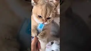Прикол