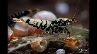 Shrimptank Impression