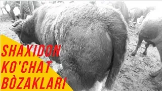 Шахидон хайвон бозори кучат бузоклар. 09.02.2021 Shaxidon xayvon bozori kochat mollar.
