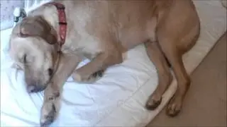 Dog subconsciously dances to Olly Murs
