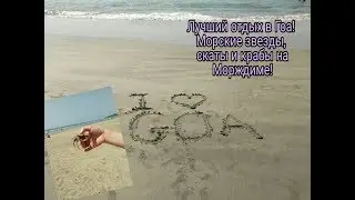 Индия. Лучший отдых в гоа. Морские звезды, скаты и крабы на пляже Морджим. Пляж Ашвем. Пляж Морджим.