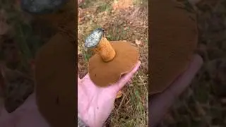 За моховиками. Грибы 2023