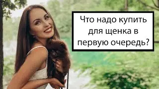 Что купить для щенка в первую очередь? Во сколько нам это обошлось? 500 евро?