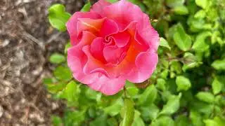 33rd annual rose and art festival. The rose  garden