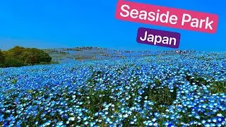 Hitachi Seaside Park | Tokyo