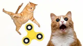 Реакция кота на спиннер