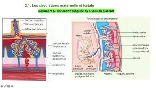 Vidéo 3 sur le chapitre 9.2.   la grossesse, des gamètes au foetus