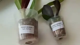 А У МЕНЯ НОВИНКИ🤗😍😲 ДАВНО ХОТЕЛА ЭТУ ОРХИДЕЮ, ВИДЕО  169